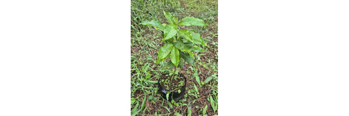 Achetez nos plants