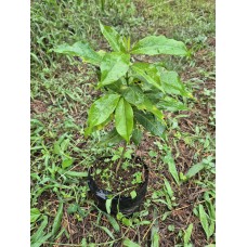 Plant de Bourbon Pointu 40cm